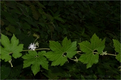 Trichosanthes tricuspidata